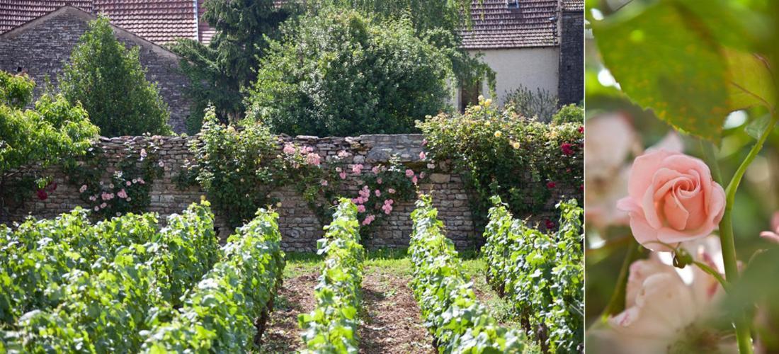 Bed and Breakfast Domaine Violot-Guillemard Pommard Exterior foto